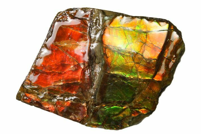 Iridescent Ammolite (Fossil Ammonite Shell) - Alberta, Canada #143655